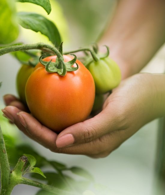 Female hand holding tomato on organic farm